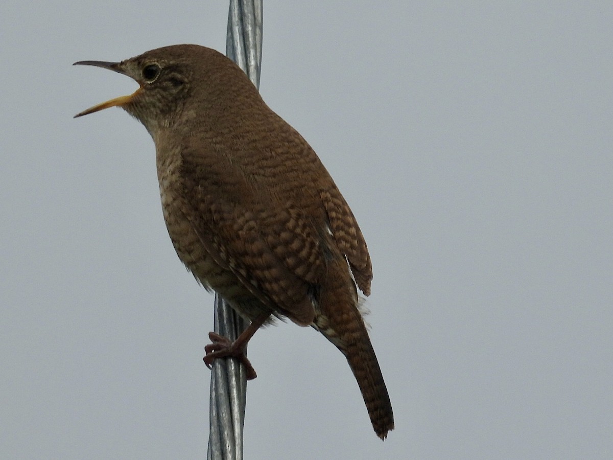 House Wren - Isaac Petrowitz