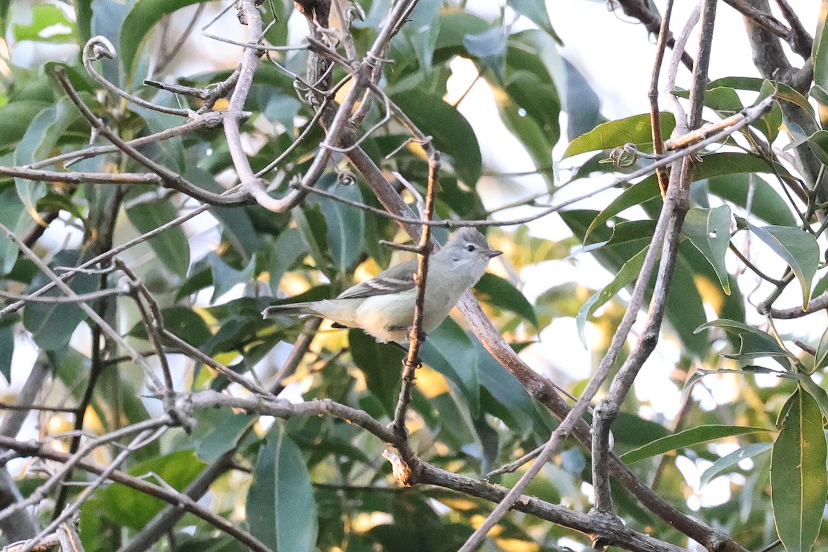 Southern Beardless-Tyrannulet - Hubert Stelmach