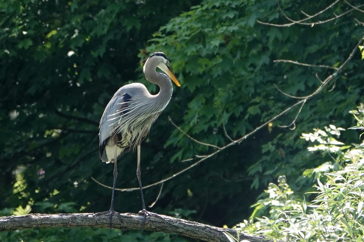 Great Blue Heron - Linda Hamp