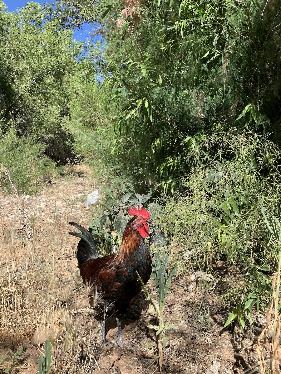 Red Junglefowl (Domestic type) - ML619573425