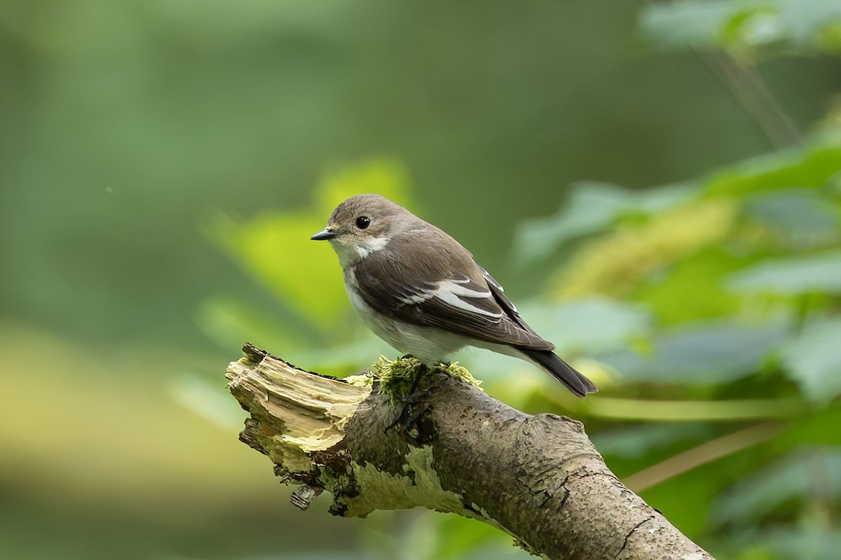 European Pied Flycatcher - Graham Ella