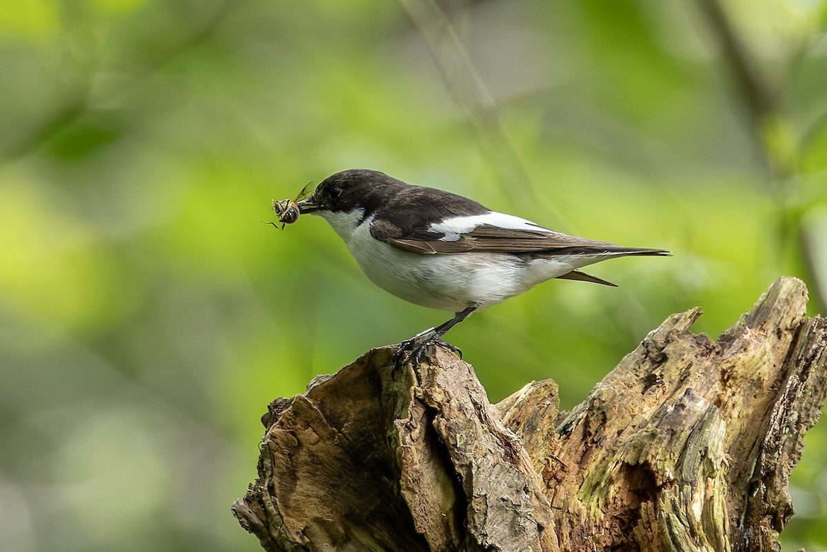 European Pied Flycatcher - Graham Ella