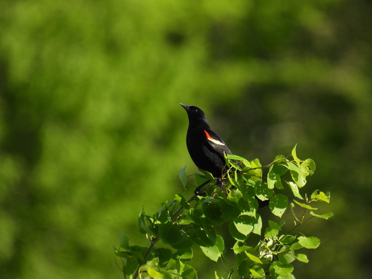 Red-winged Blackbird - Jeanne Tucker