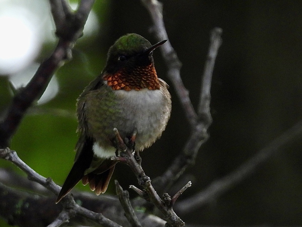 Ruby-throated Hummingbird - Isaac Petrowitz