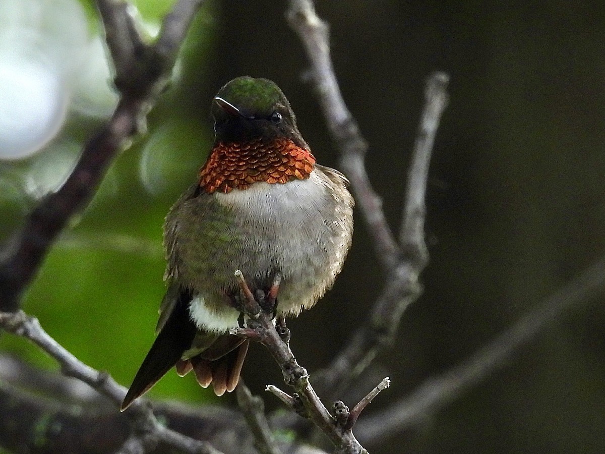 Ruby-throated Hummingbird - Isaac Petrowitz