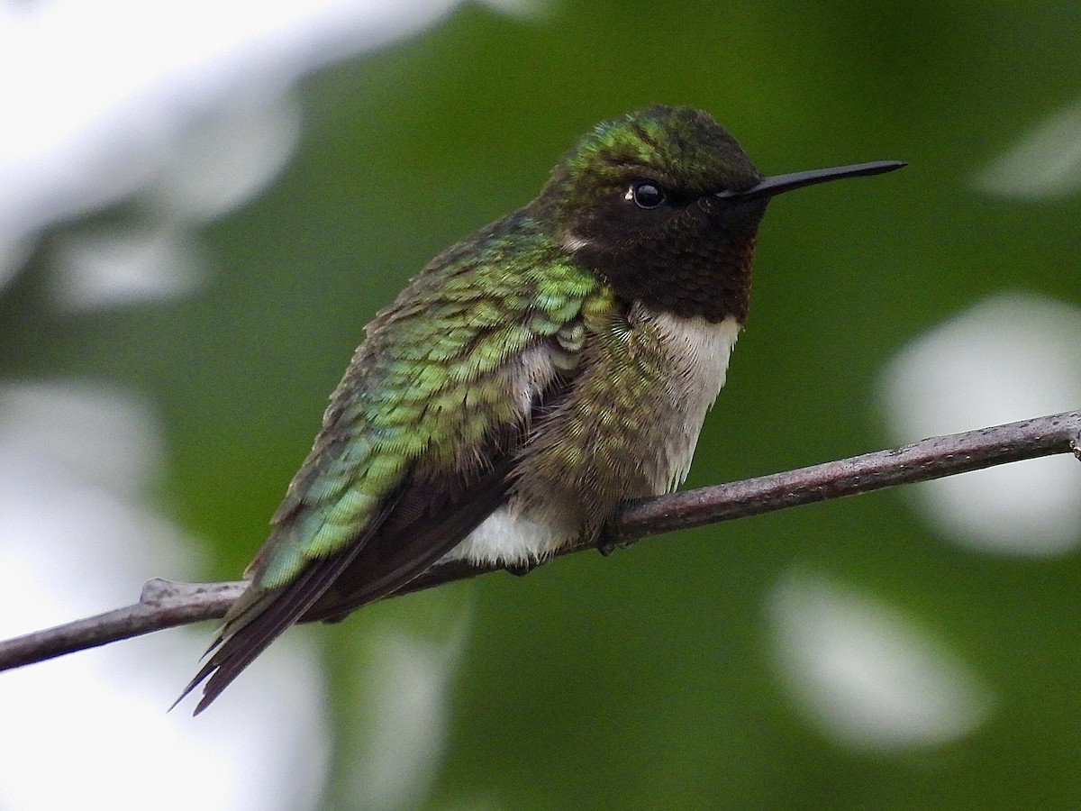 Ruby-throated Hummingbird - Isaac Petrowitz