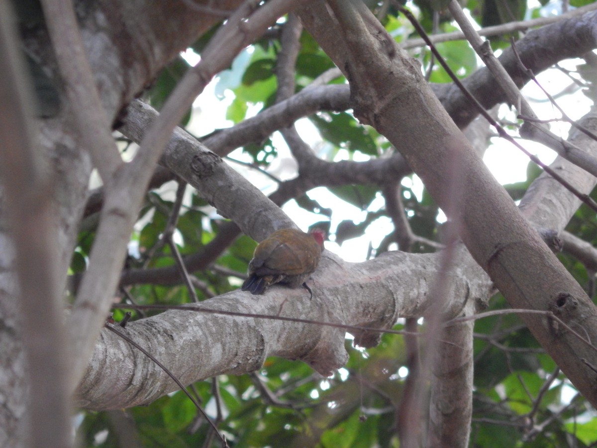 Little Woodpecker - Fabiana Santos de Oliveira