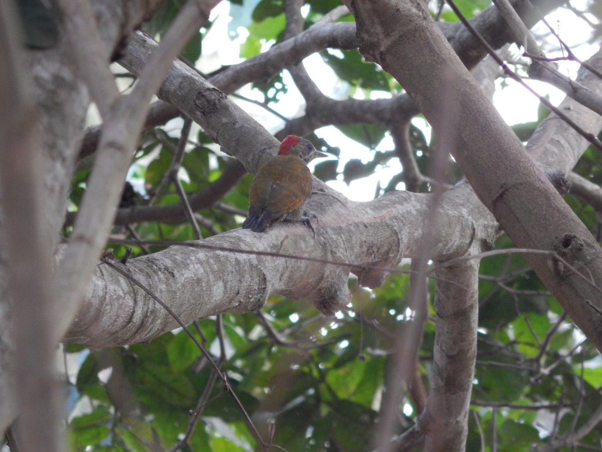 Little Woodpecker - Fabiana Santos de Oliveira