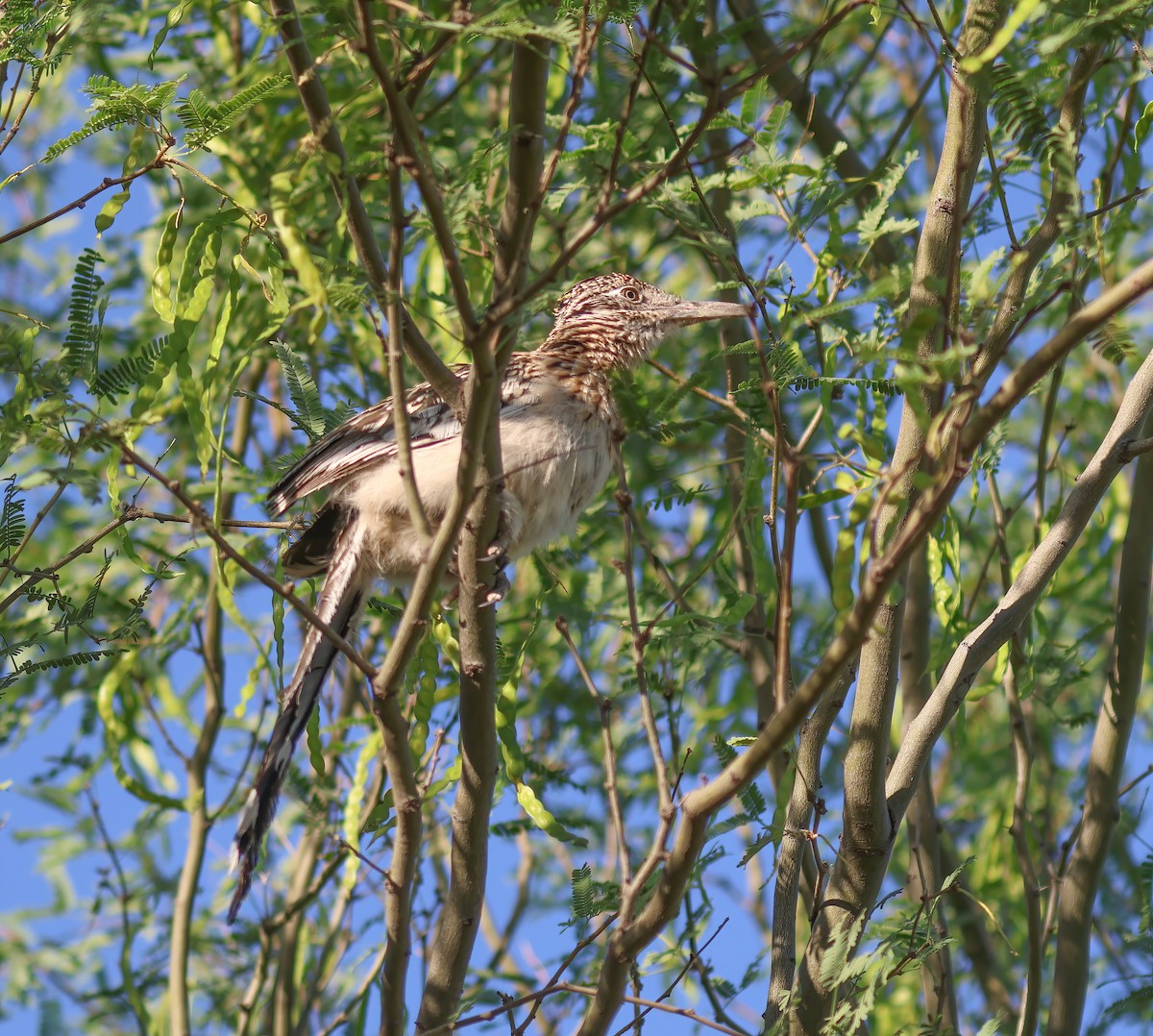 Greater Roadrunner - Jill Casperson