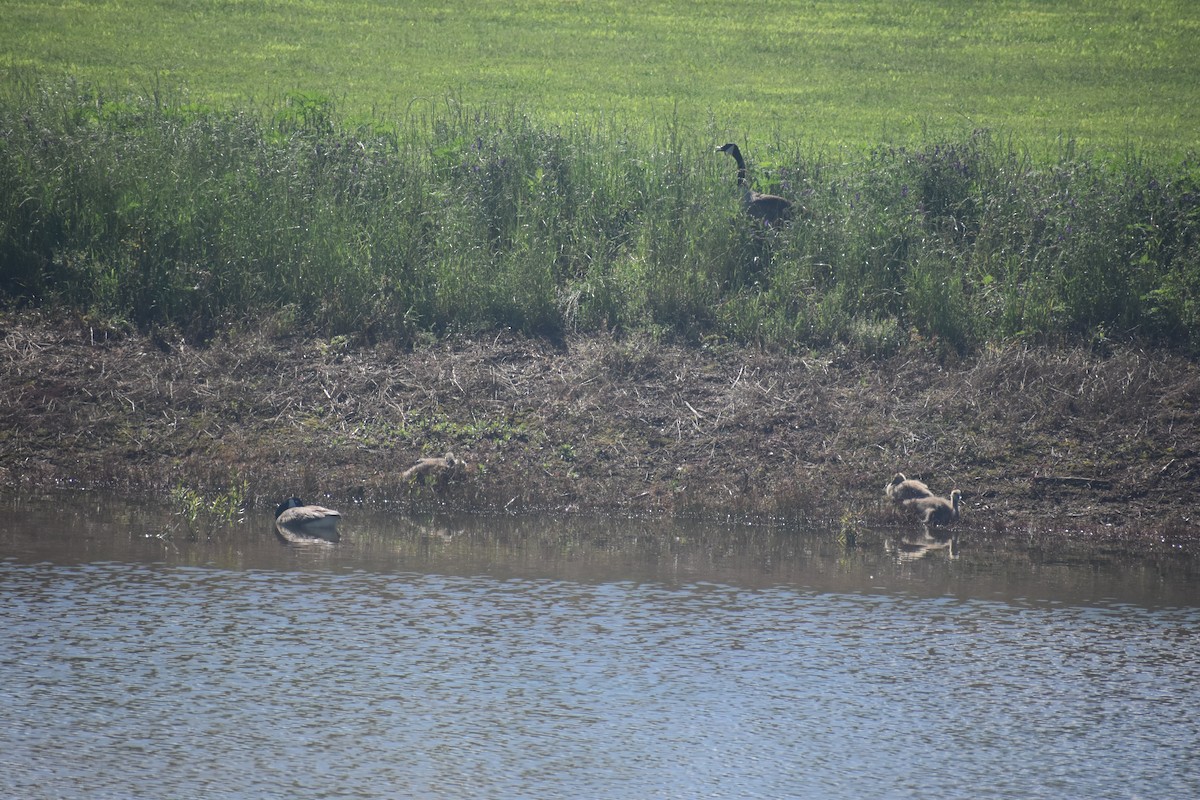 Canada Goose - Matthew Campbell