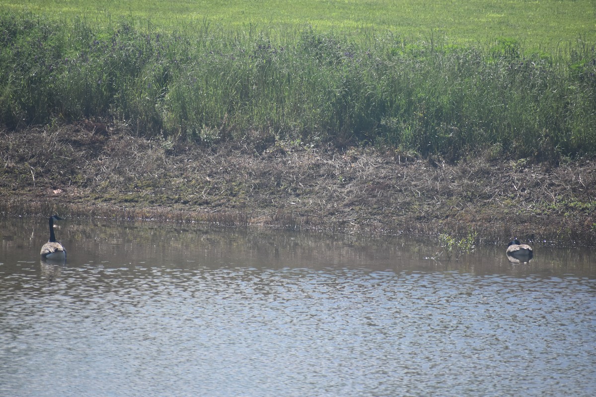 Canada Goose - Matthew Campbell