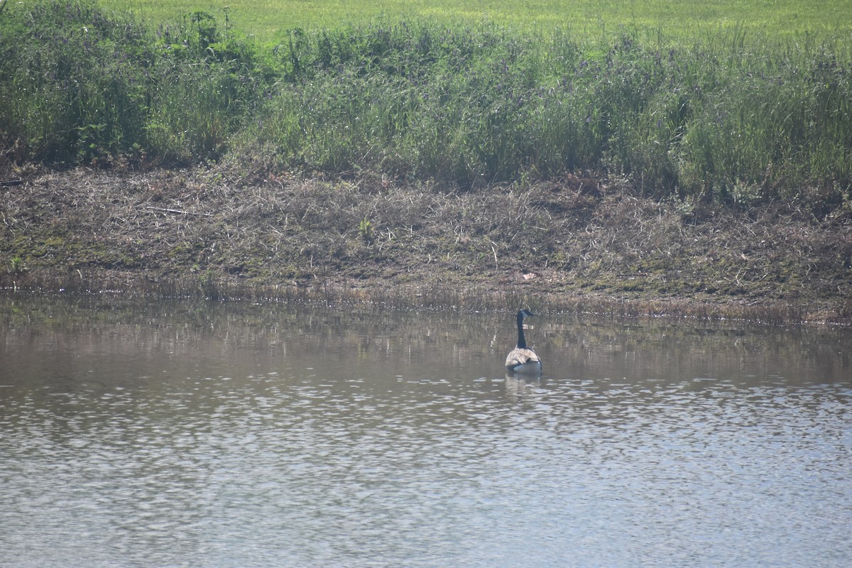 Canada Goose - Matthew Campbell