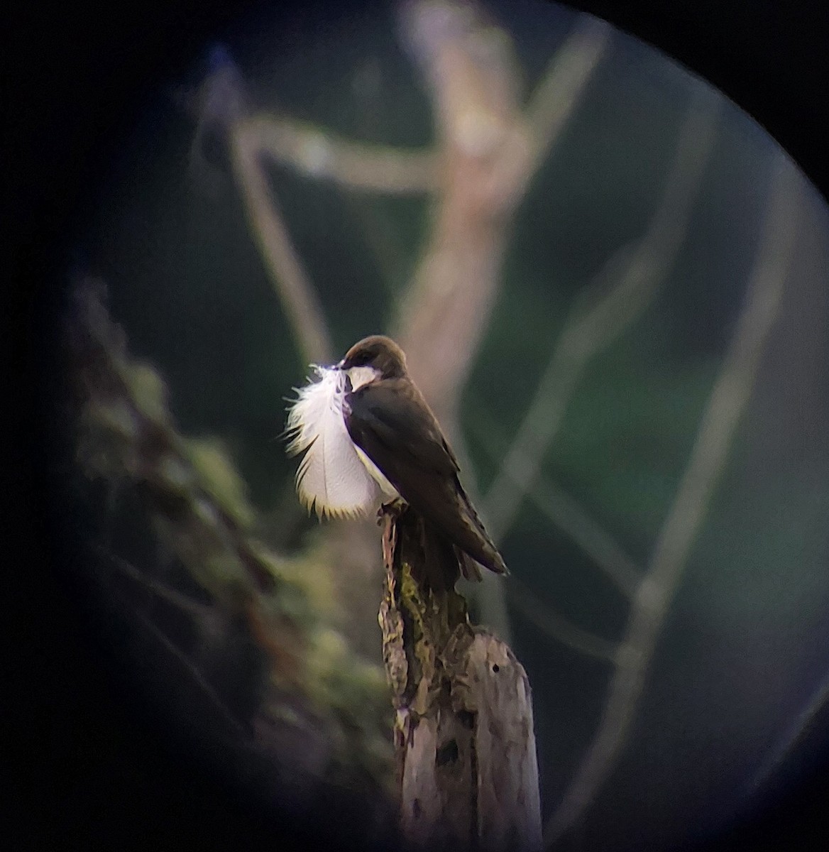 Tree Swallow - ML619573463
