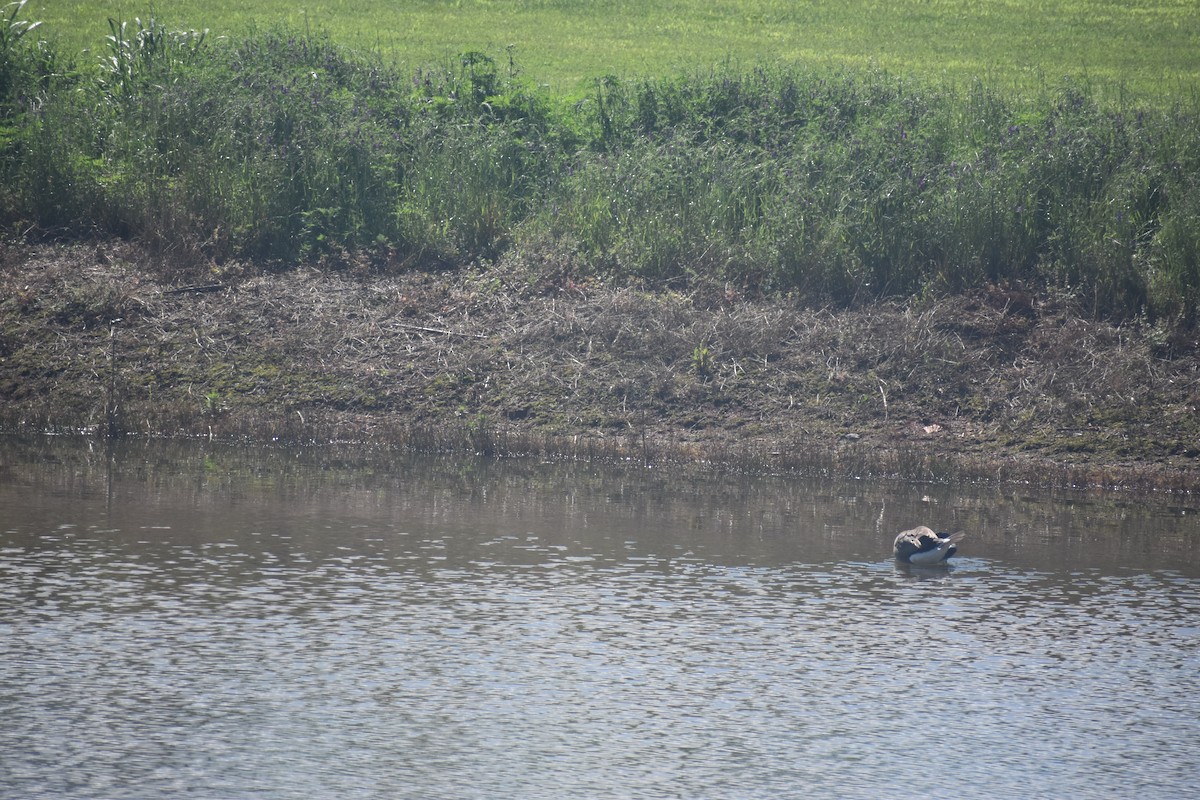 Canada Goose - Matthew Campbell