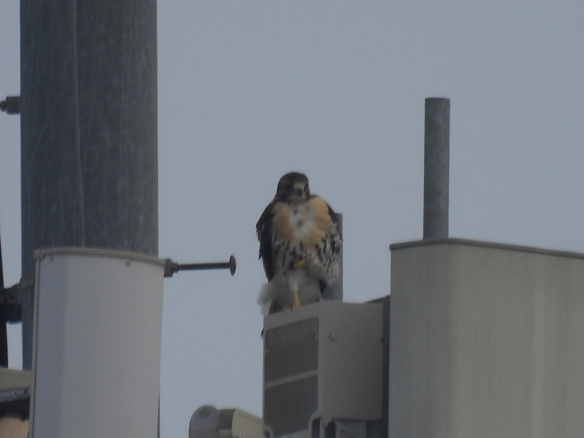 Red-tailed Hawk - Cheryl McGrath