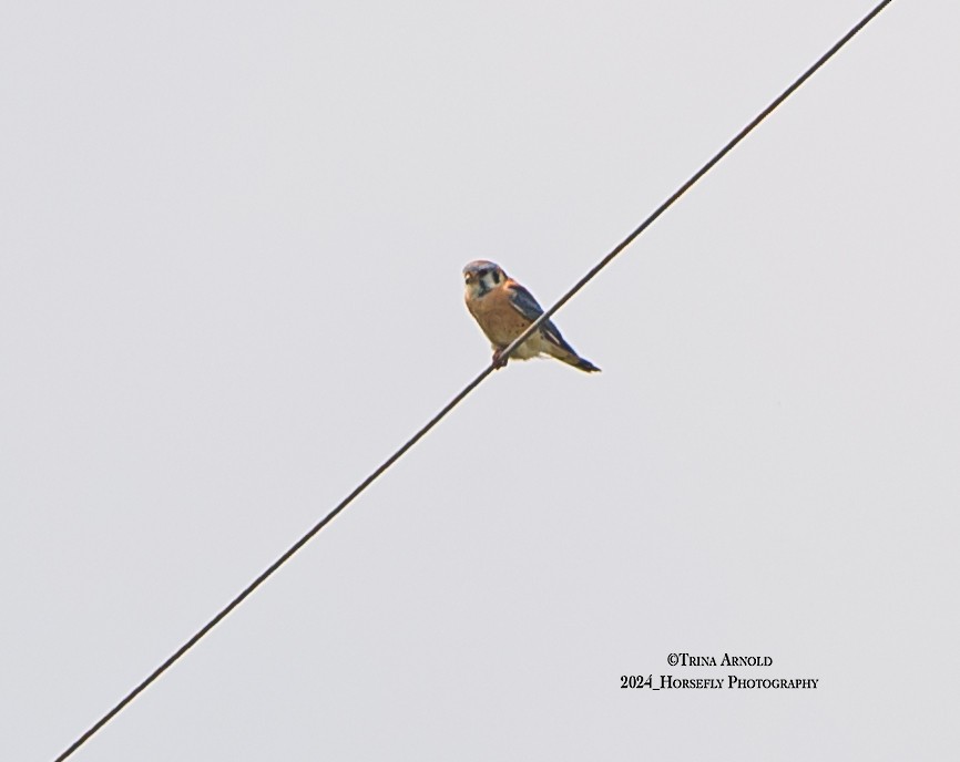 American Kestrel - Trina Arnold