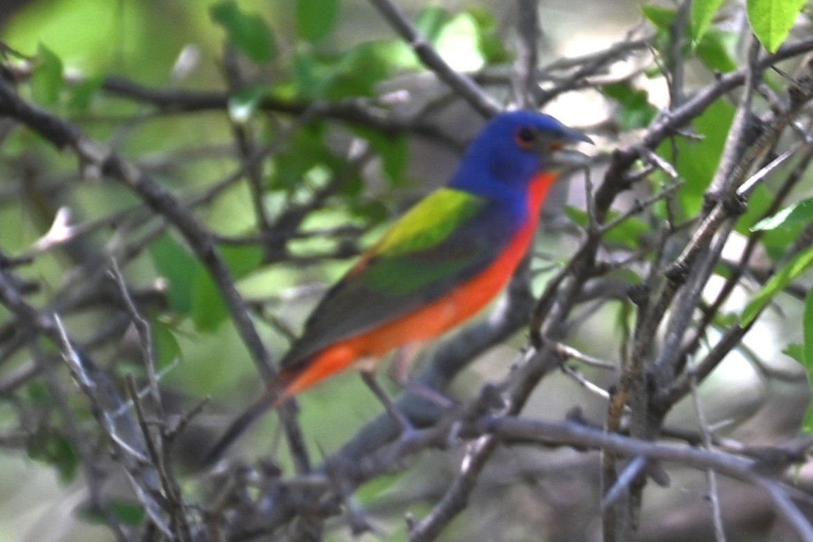 Painted Bunting - Joe Cochran