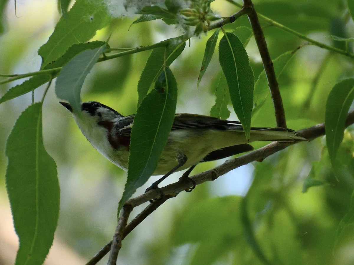 Chestnut-sided Warbler - Jeanne Stacey