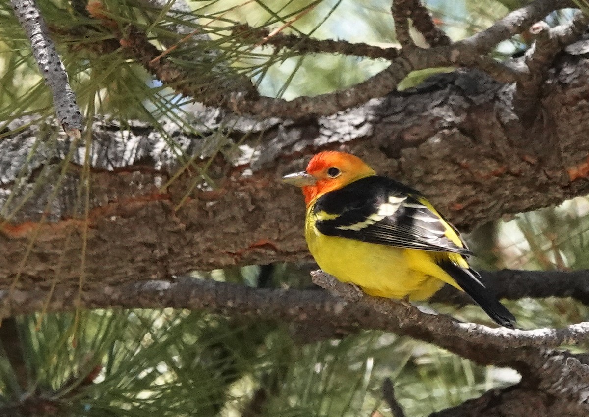 Western Tanager - Cheryl Carlile