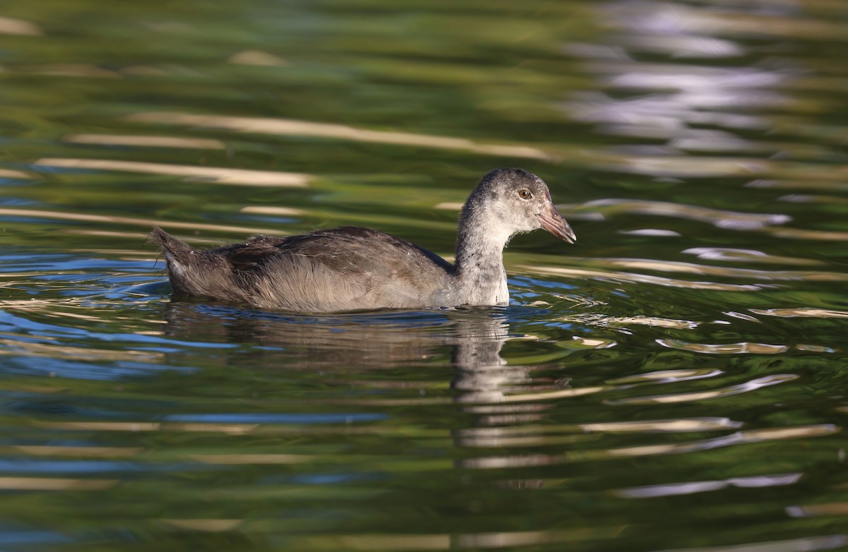 American Coot - Jill Casperson