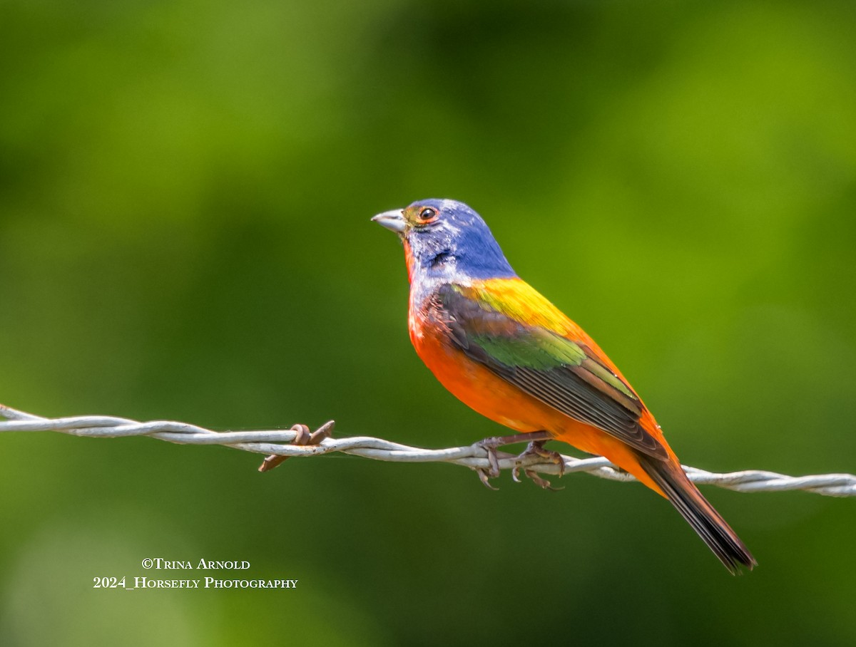 Painted Bunting - Trina Arnold