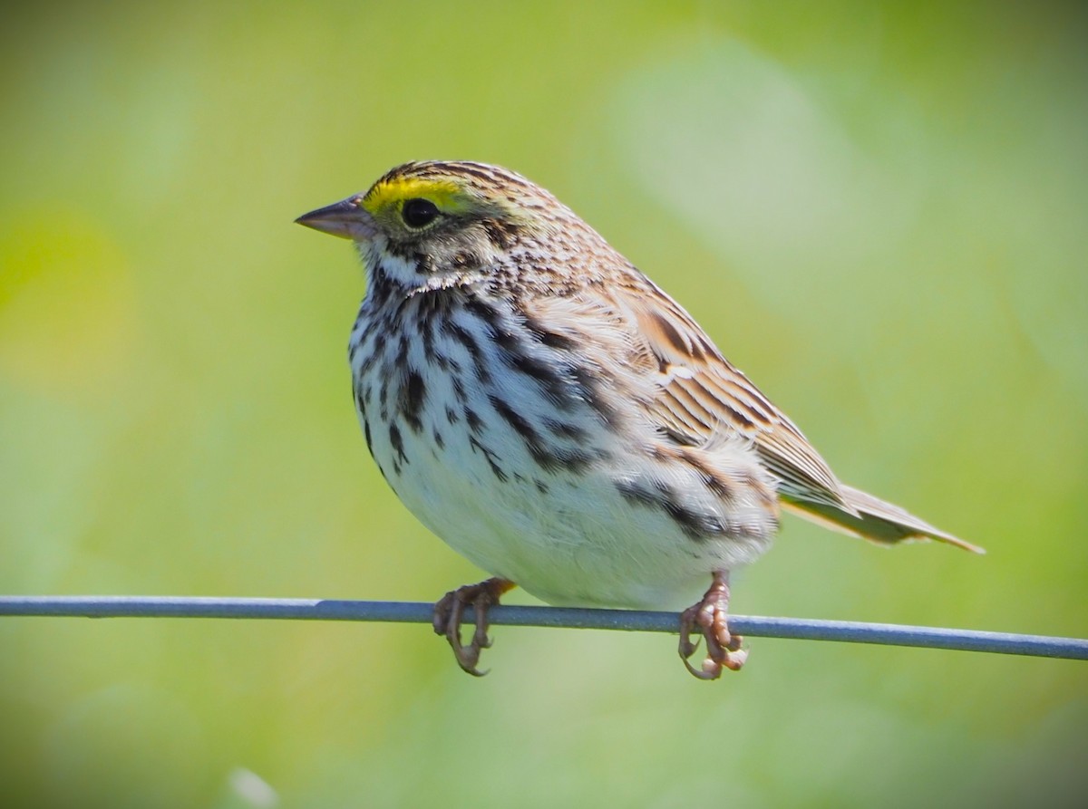 Savannah Sparrow - Dick Cartwright