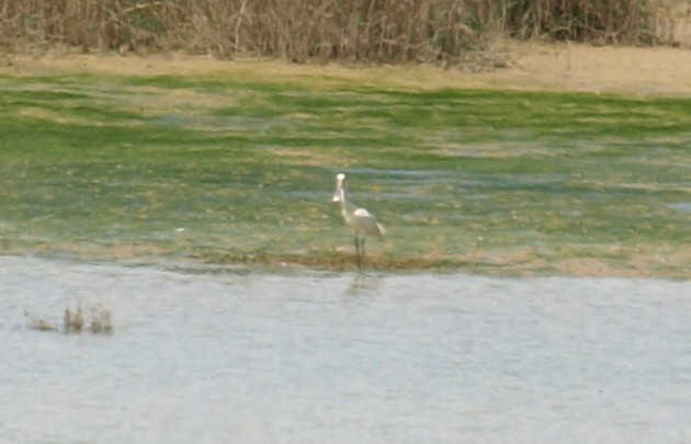 Eurasian Spoonbill - Arturo Sanz