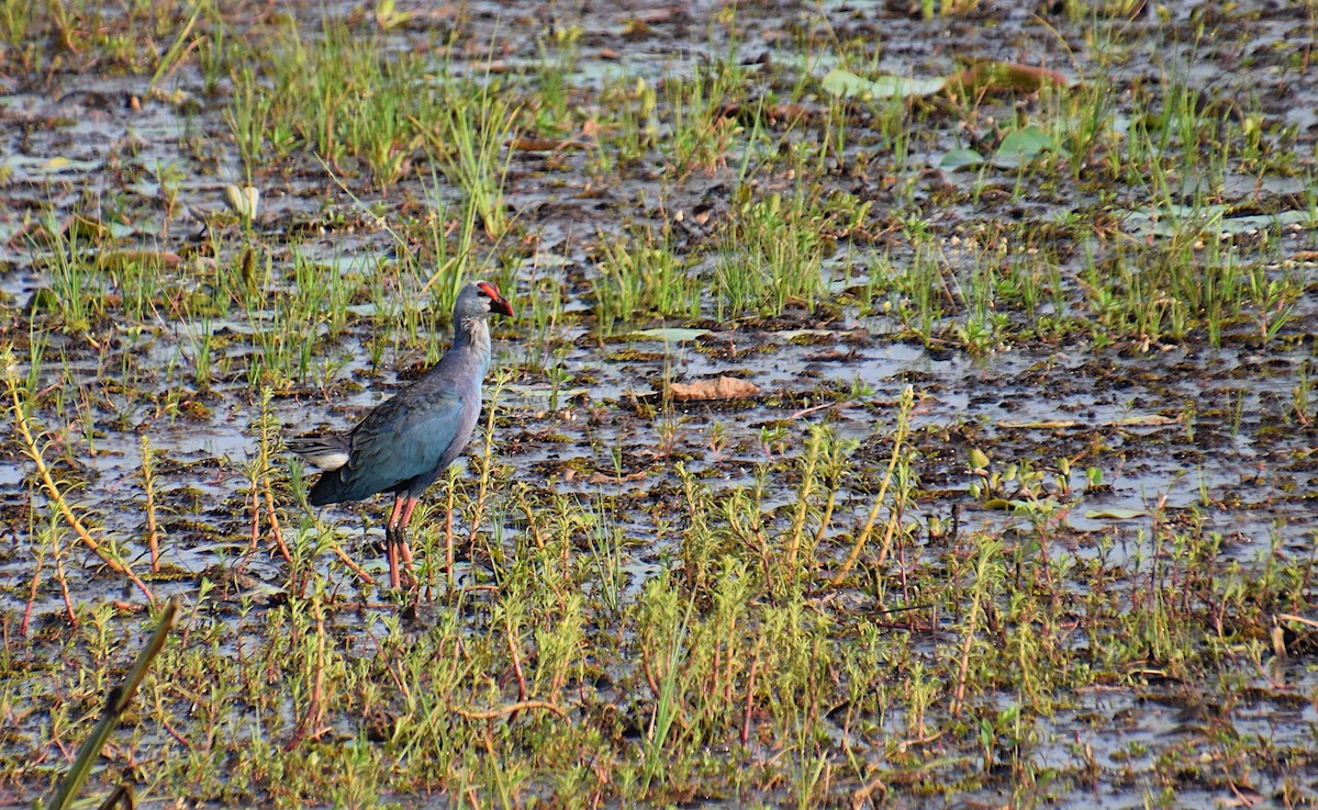 Gray-headed Swamphen - ML619573495