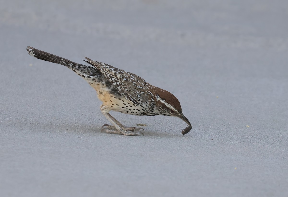 Cactus Wren - Jill Casperson