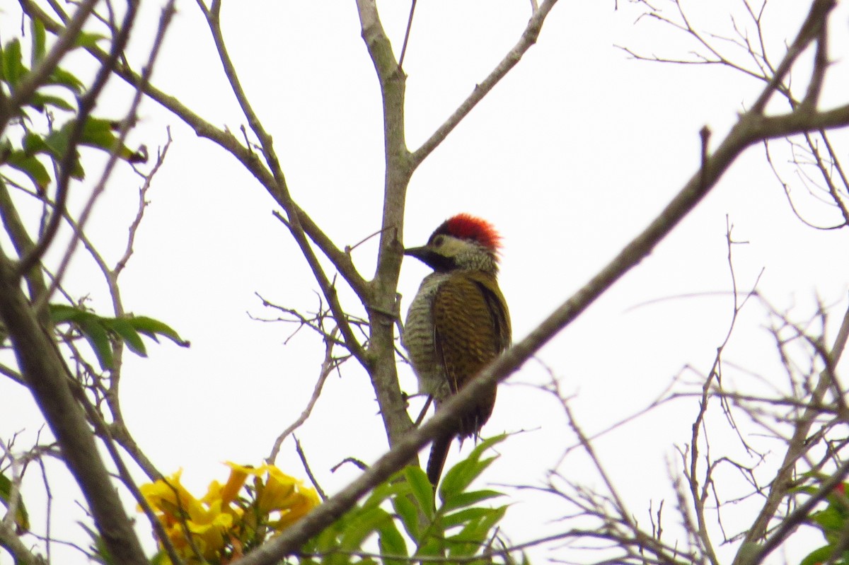 Black-necked Woodpecker - ML619573500