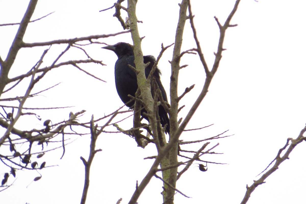 Shiny Cowbird - Gary Prescott