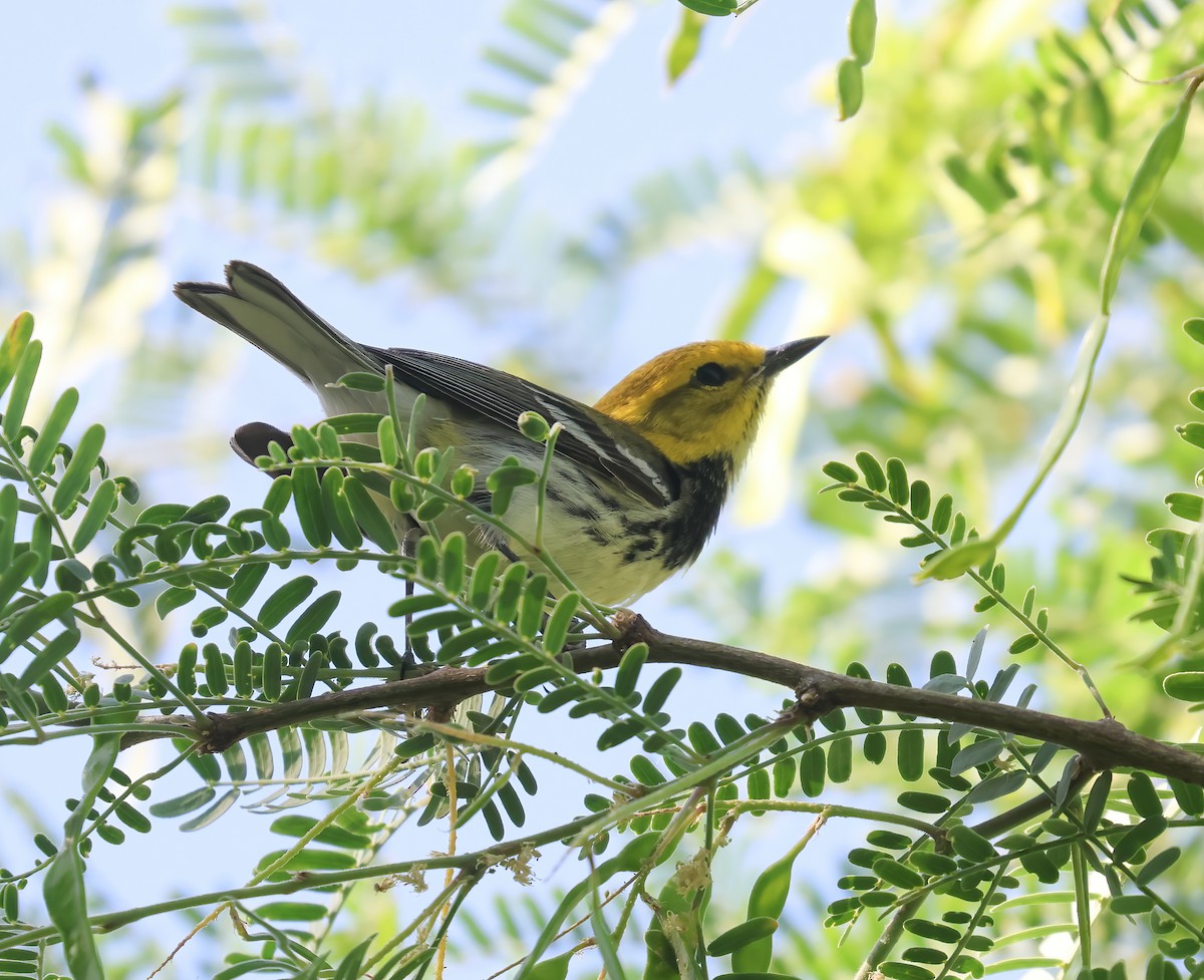 Black-throated Green Warbler - Jill Casperson