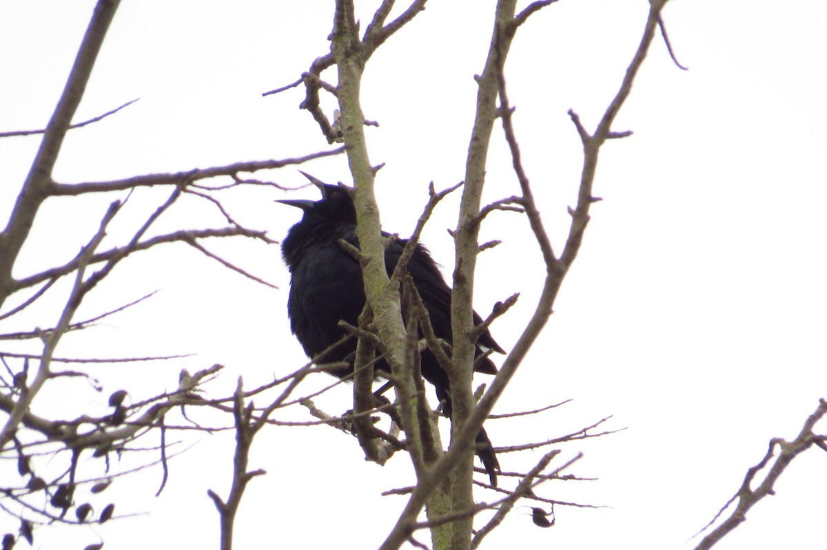 Shiny Cowbird - Gary Prescott