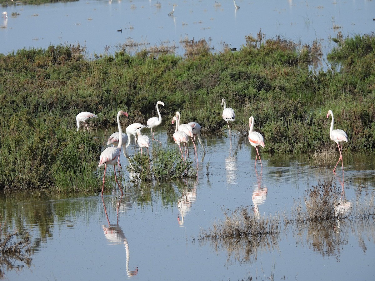 Greater Flamingo - Jose Zarapico