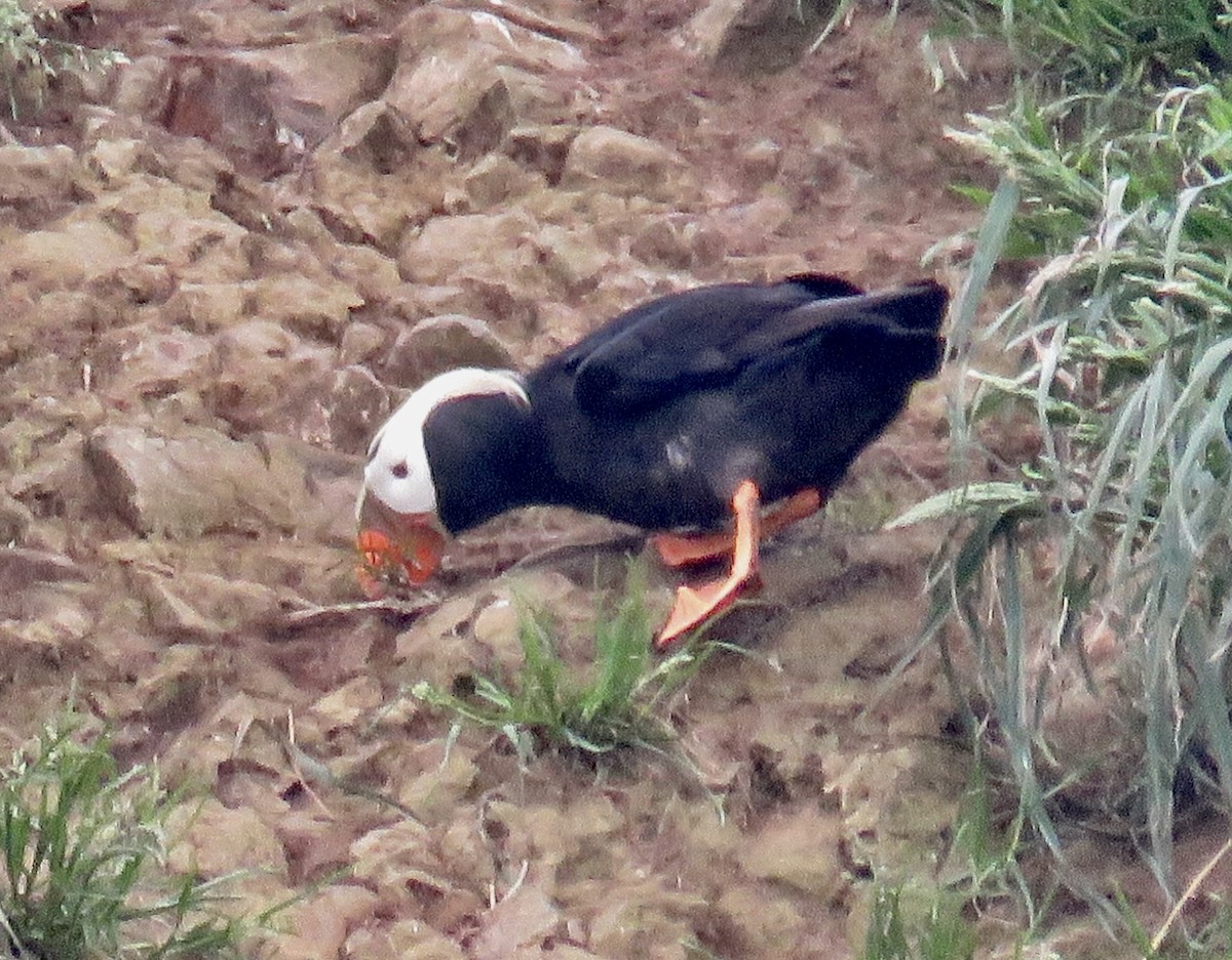 Tufted Puffin - Molly Sultany