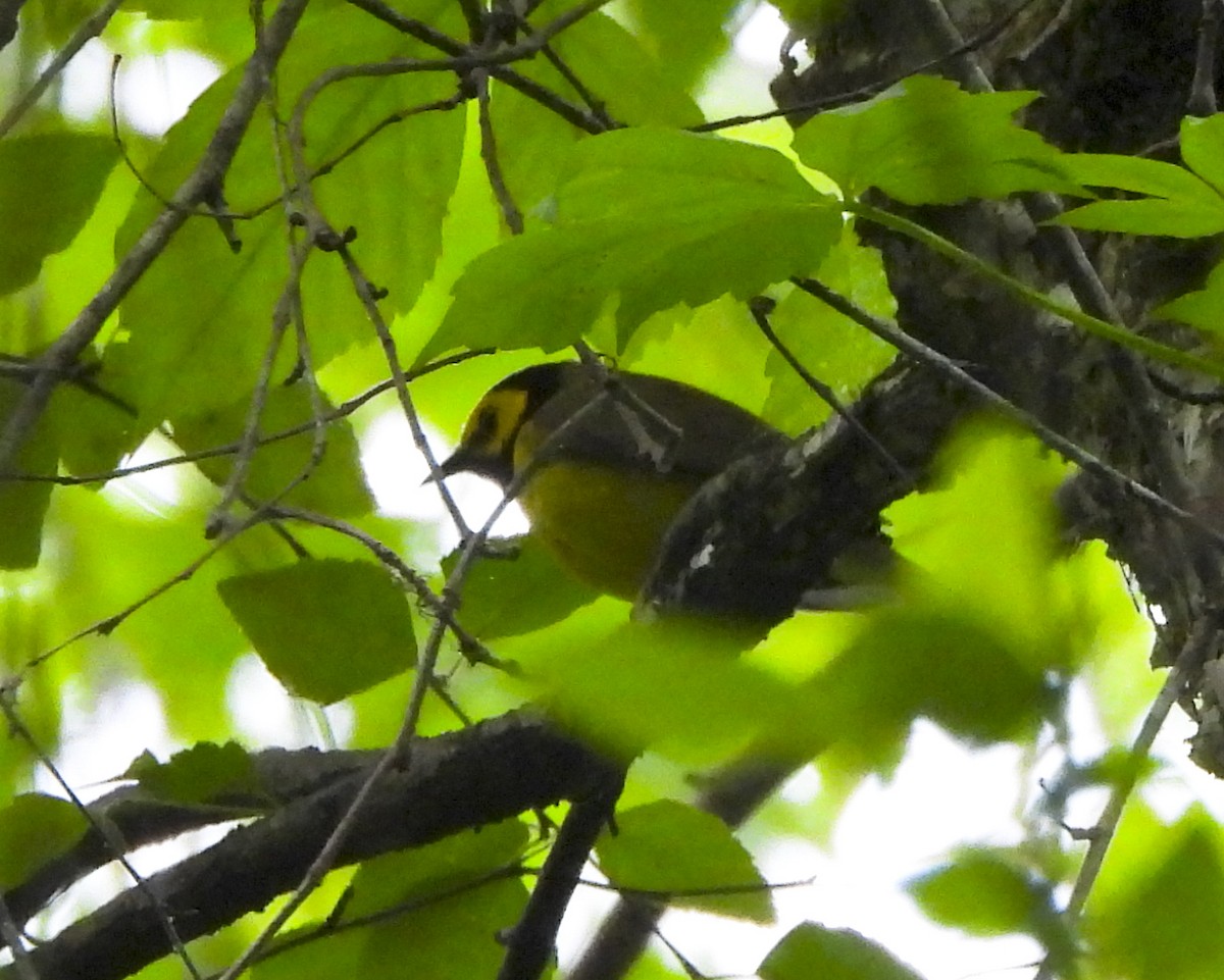 Hooded Warbler - ML619573522