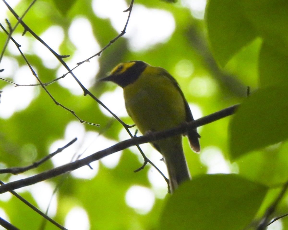 Hooded Warbler - Gregory Meyer