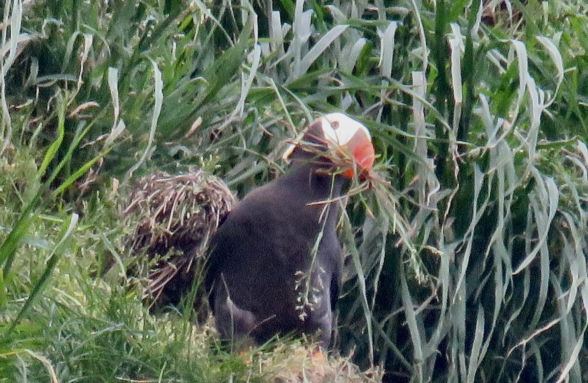 Tufted Puffin - ML619573525