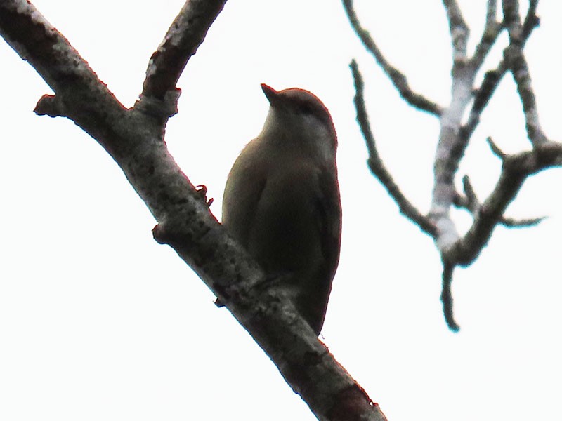 Brown-headed Nuthatch - Karen Lebing