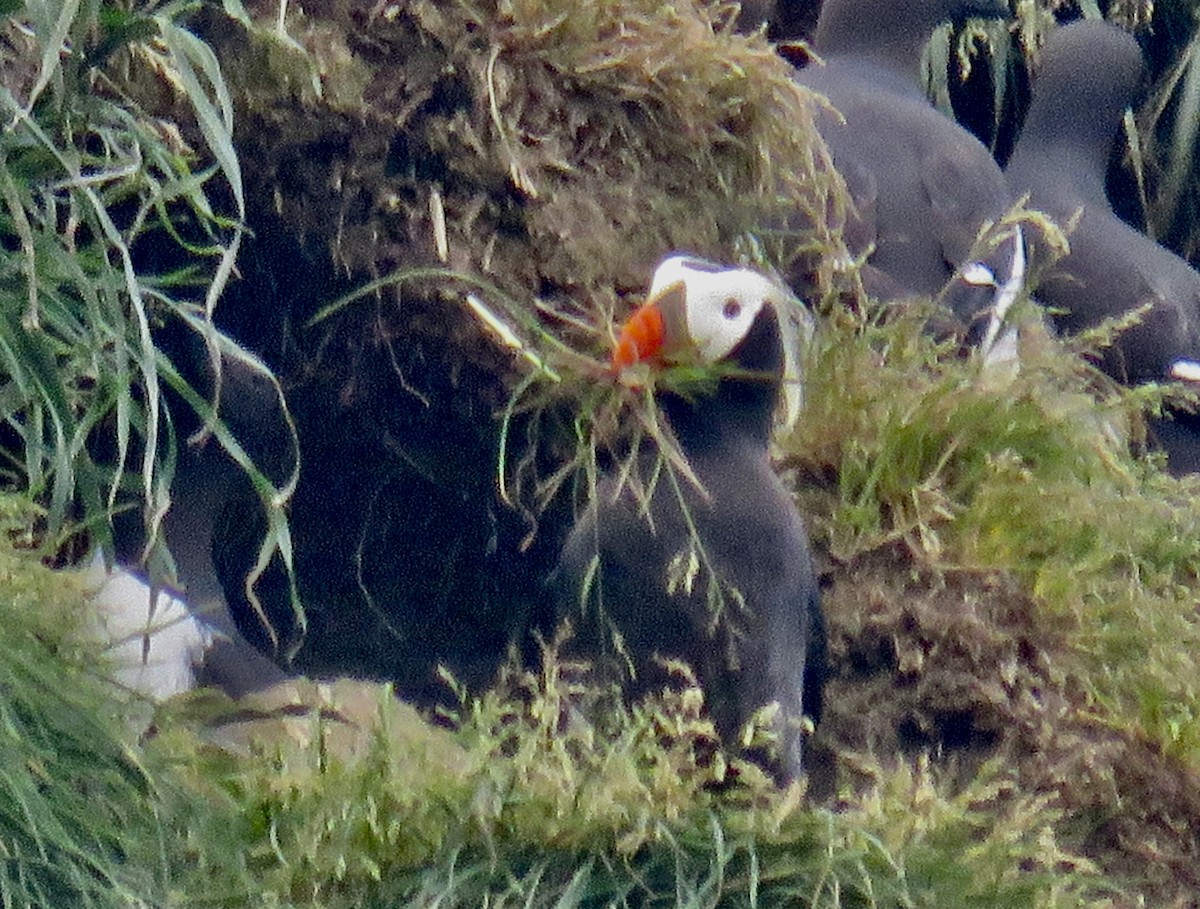Tufted Puffin - Molly Sultany