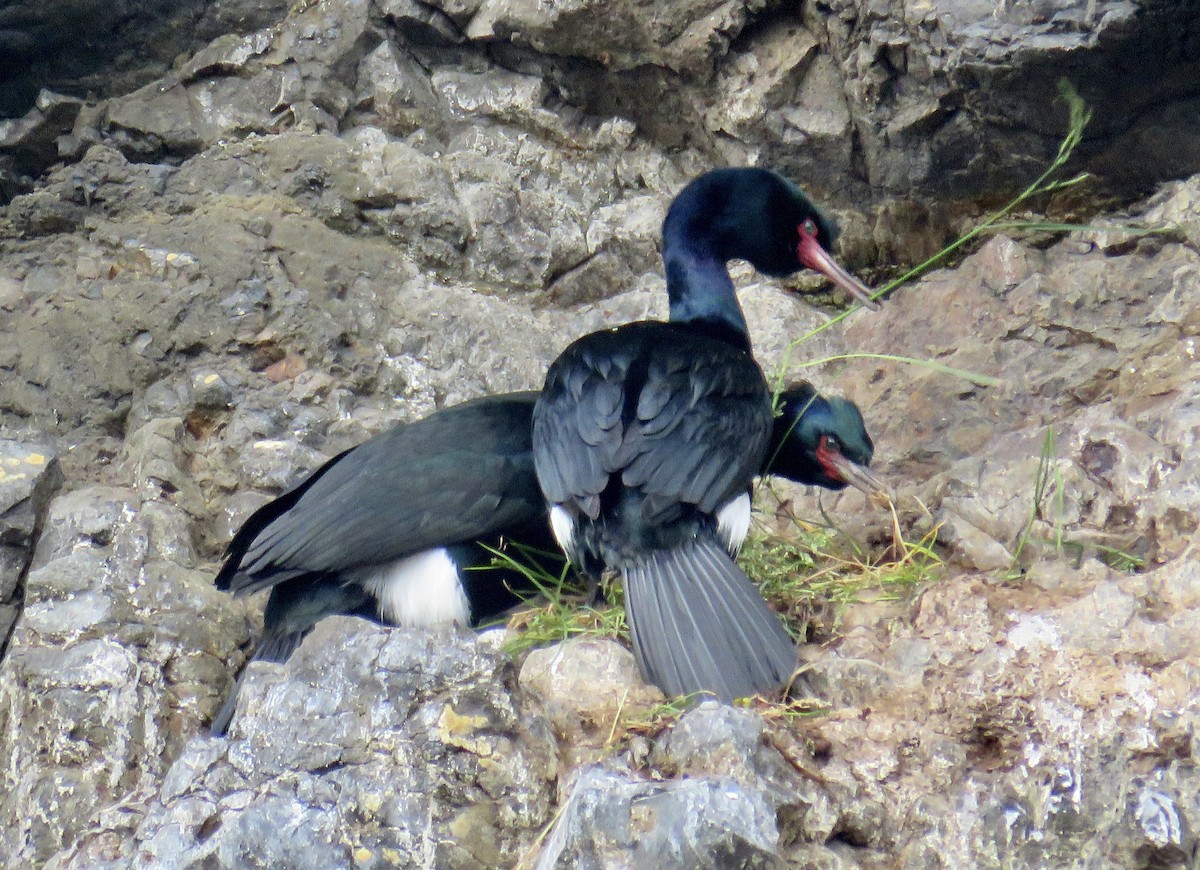 Pelagic Cormorant - Molly Sultany