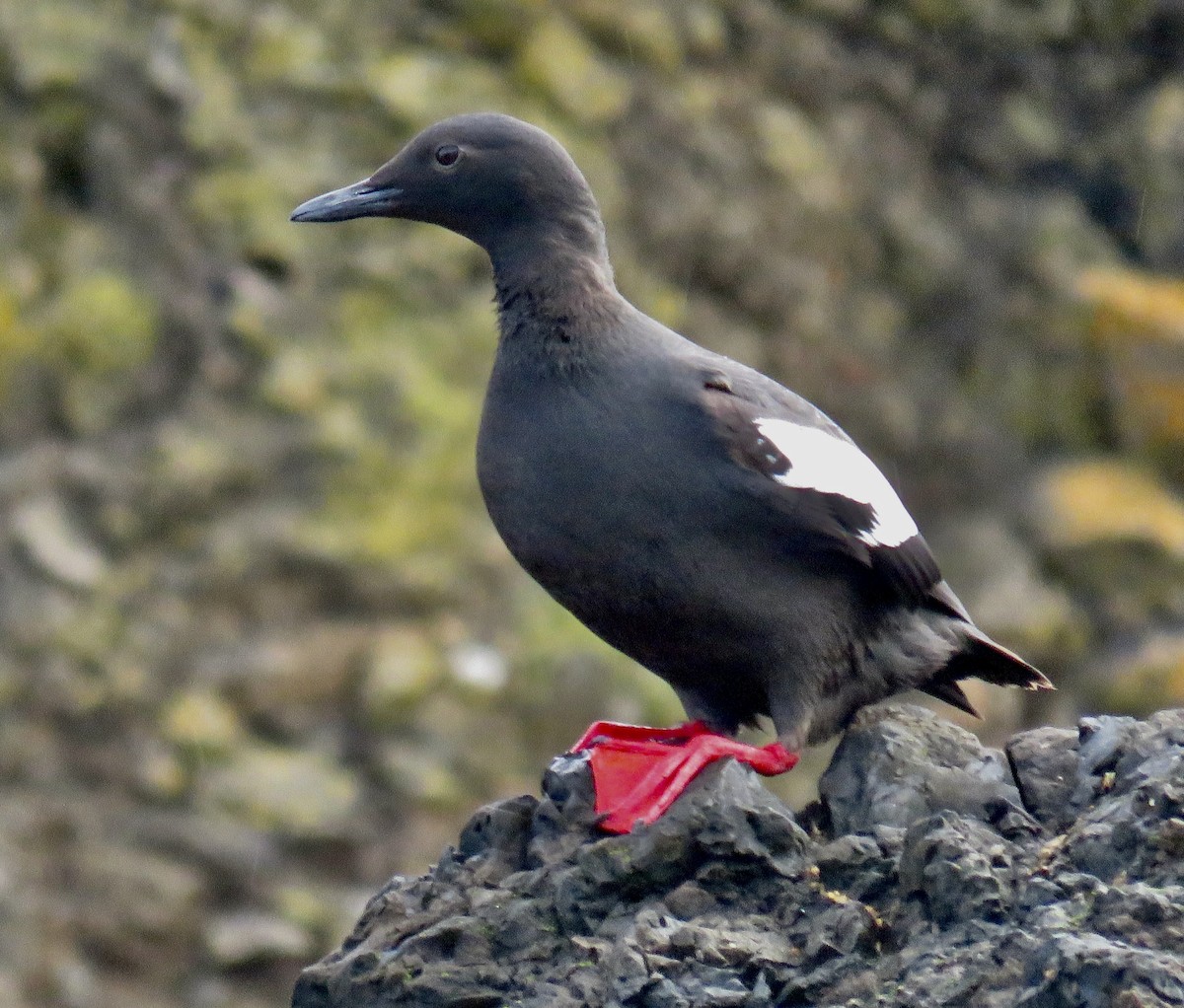 Pigeon Guillemot - Molly Sultany