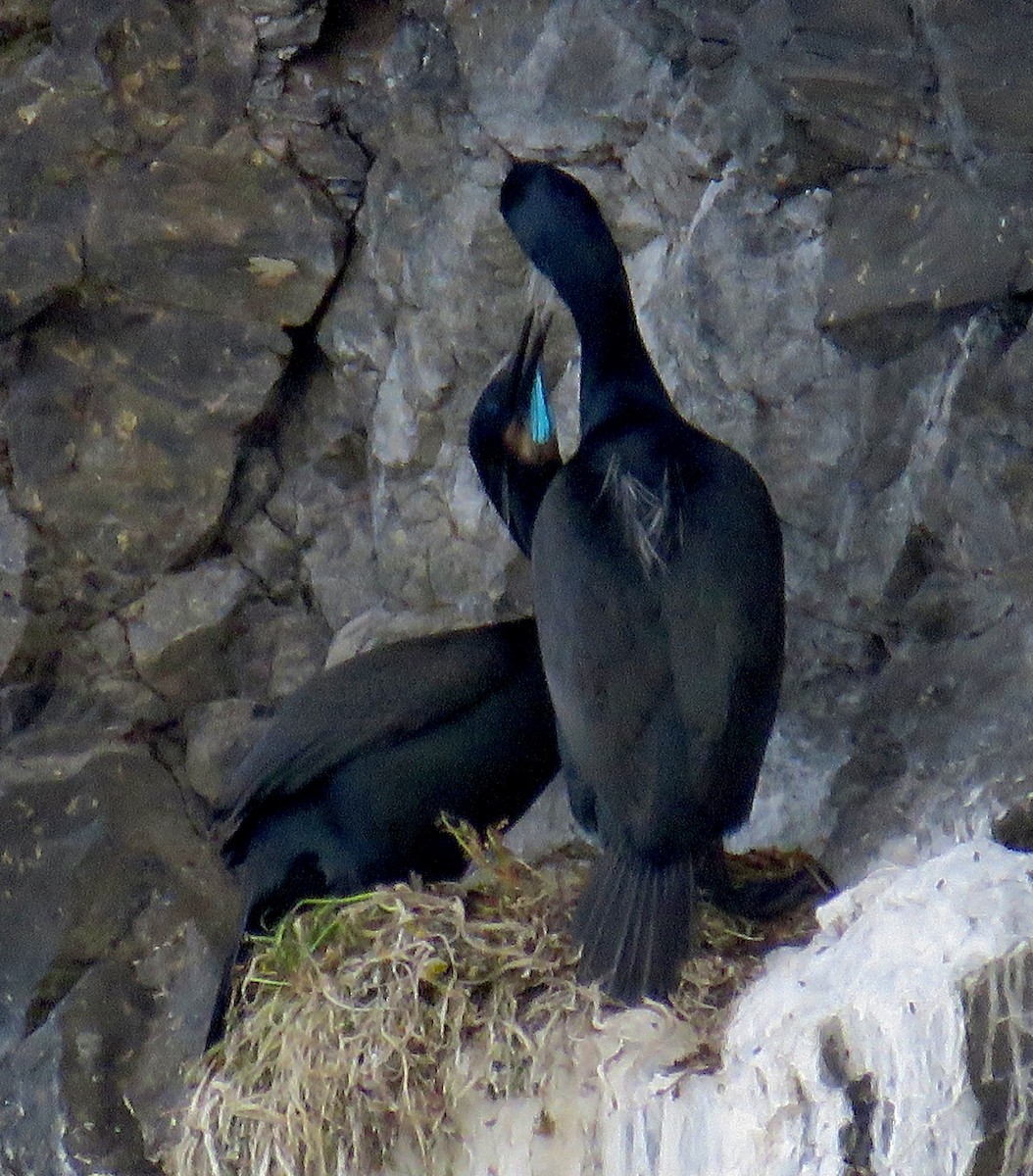 Brandt's Cormorant - Molly Sultany