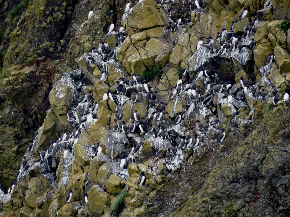 Common Murre - Molly Sultany