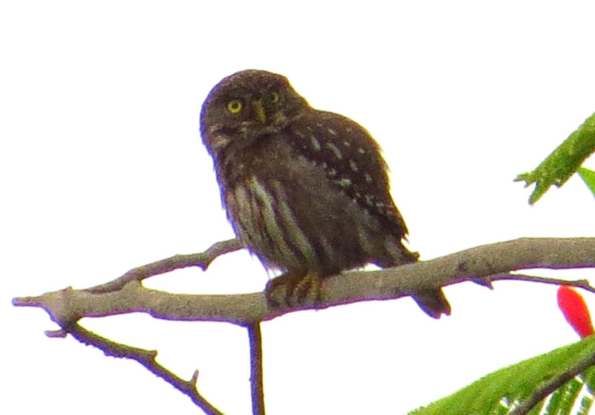 Peruvian Pygmy-Owl - ML619573544