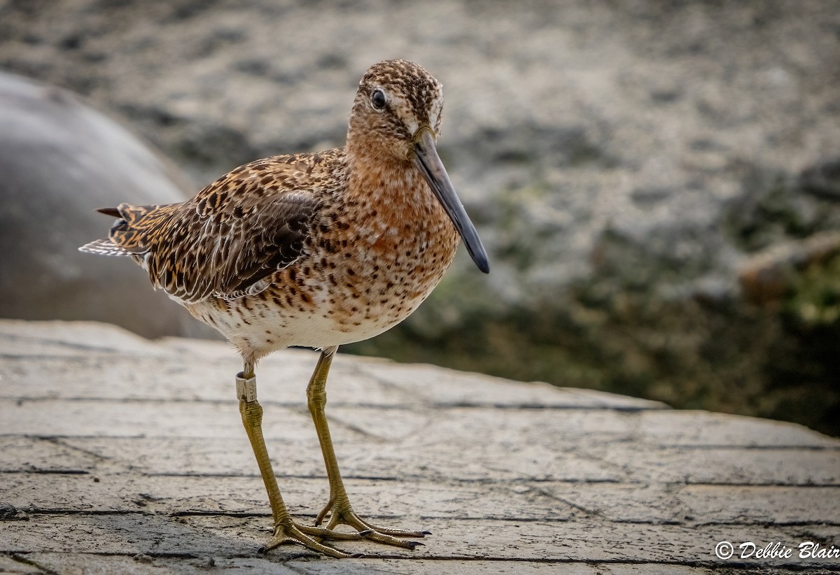 Short-billed Dowitcher - Debbie Blair