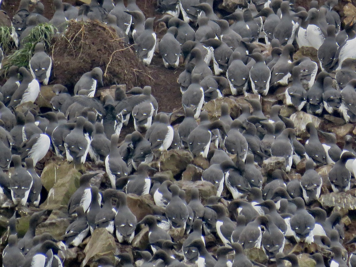 Common Murre - Molly Sultany