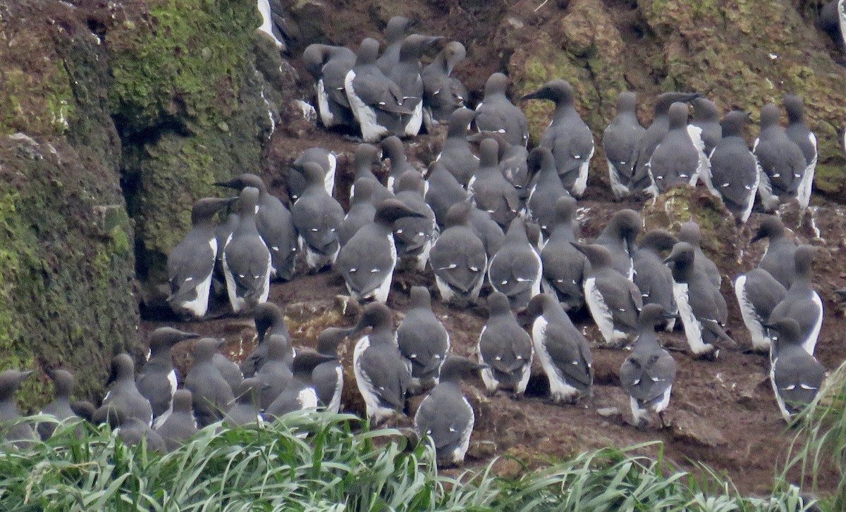 Common Murre - Molly Sultany