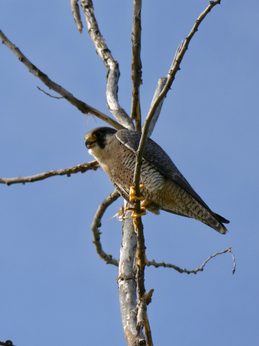 Peregrine Falcon - Jocelyne Pelletier