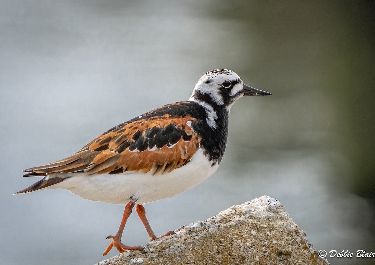 Ruddy Turnstone - Debbie Blair